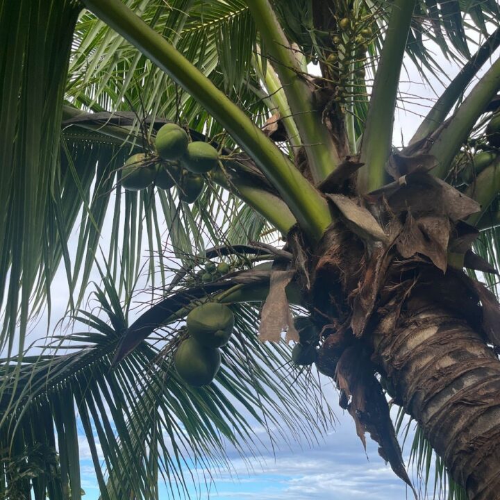 French Polynesian Island