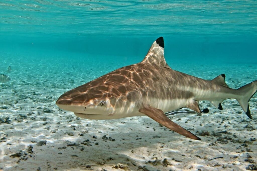 Sharks in the French Polynesia