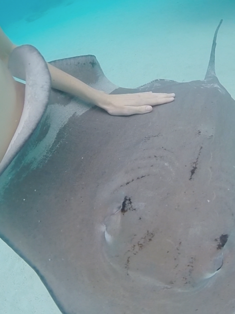 Snorkeling in French Polynesia